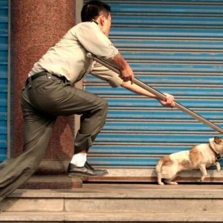 Giấc mơ thấy bắt trộm chó nên đánh số nào