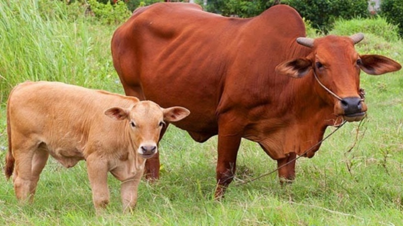 Mơ thấy bò đẻ thể hiện cho sức khỏe và sự thuận lợi trong làm ăn