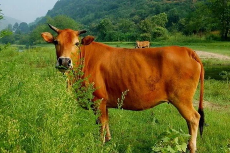 Chiêm bao thấy bò mẹ đẻ con khi đang ăn cỏ cực kỳ may mắn