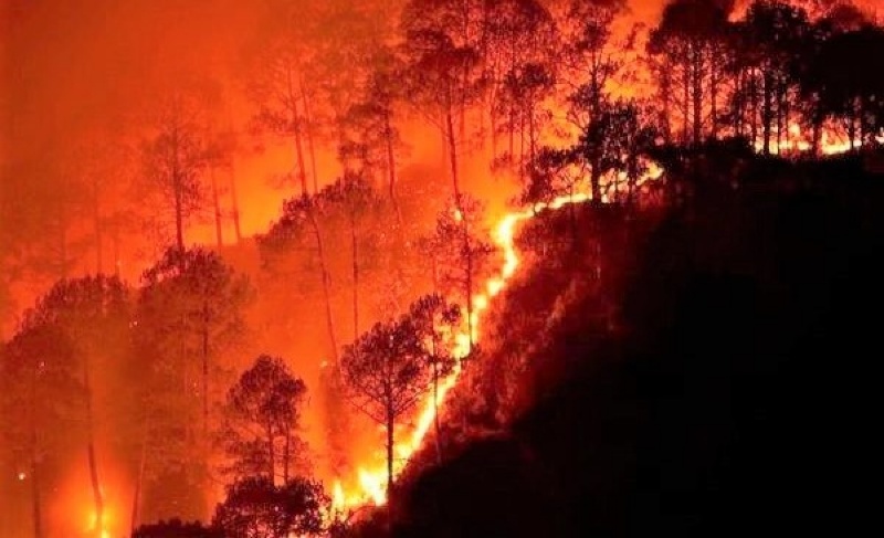 Mơ thấy rừng nhà hàng xóm bị cháy là một cảnh cáo đối với sức khỏe của bạn