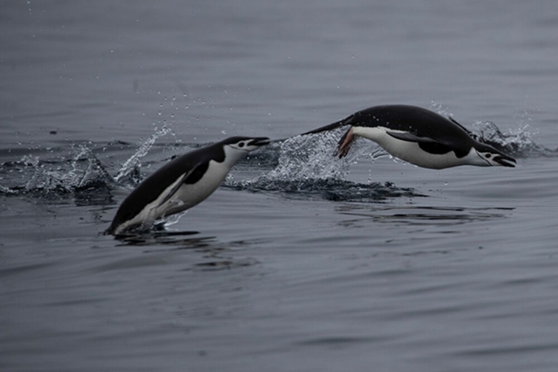 Chiêm bao thấy một đàn chim cánh cụt đang di chuyển kiếm ăn