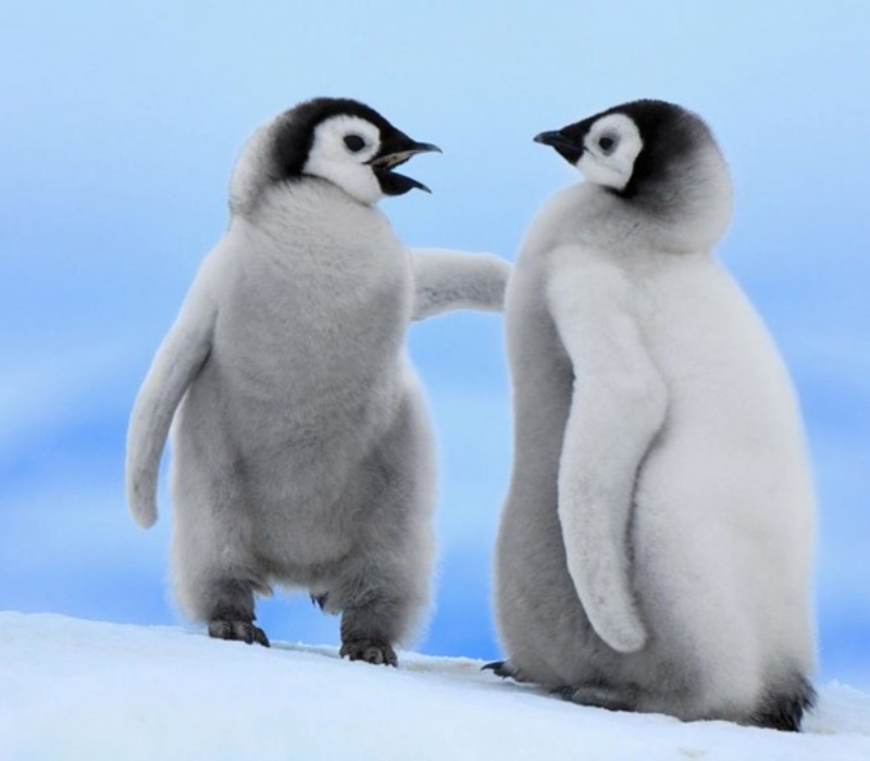 Chiêm bao thấy chim cánh cụt không có lông nhanh chóng đánh số 00