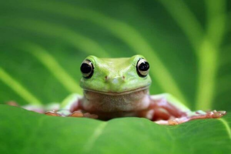 Mơ thấy con ếch  con số bền vững cùng năm tháng