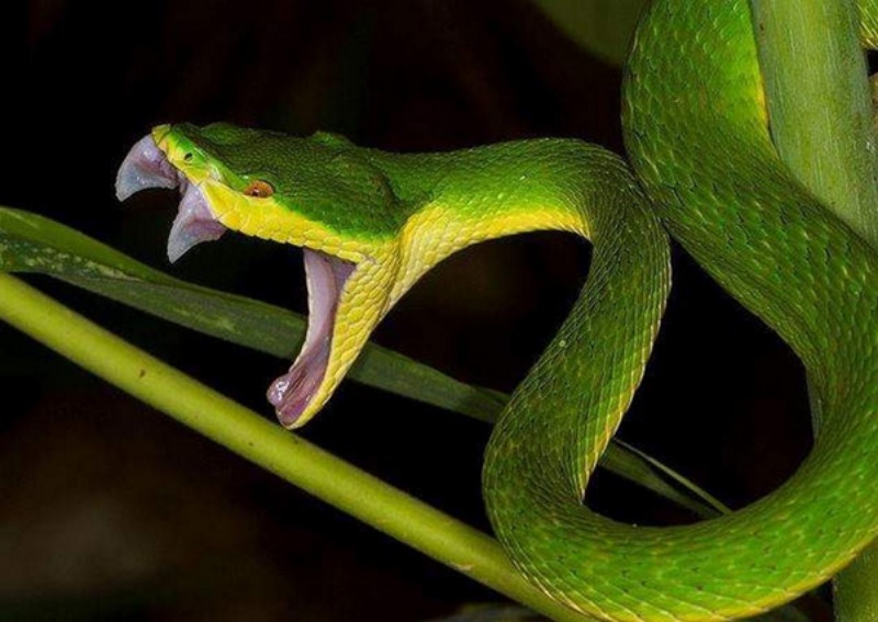 Ngủ mộng thấy rắn đẻ vào buổi tối
