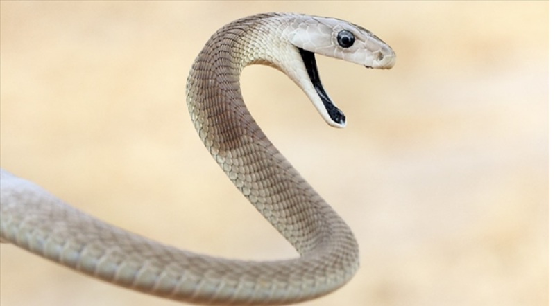 Mộng thấy rắn đuổi và hàm ý nghĩa đặc biệt gì?
