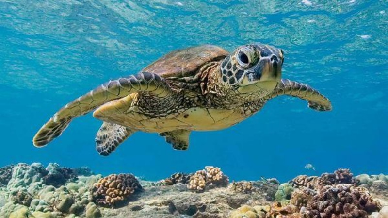 Mộng thấy một đàn rùa con bơi trong bể nước