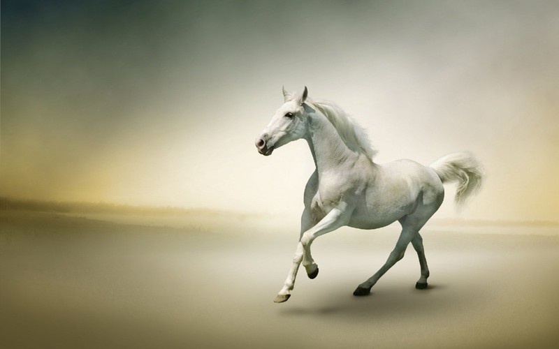 Mơ thấy ngựa trắng có nhiều đầu