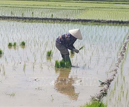 Nằm mơ thấy mẹ cấy lúa nên đánh số gì để đem tài lộc về nhà?